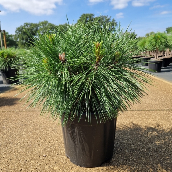 Pinus Nigra Brepo