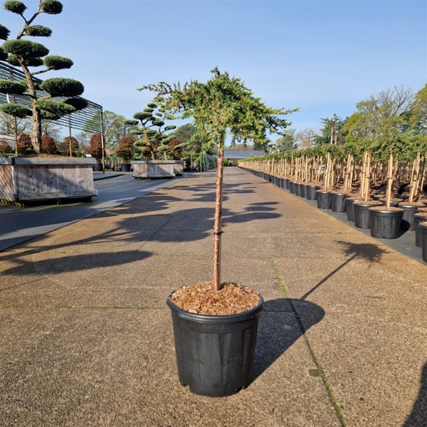 Juniperus Communis Green Mantle