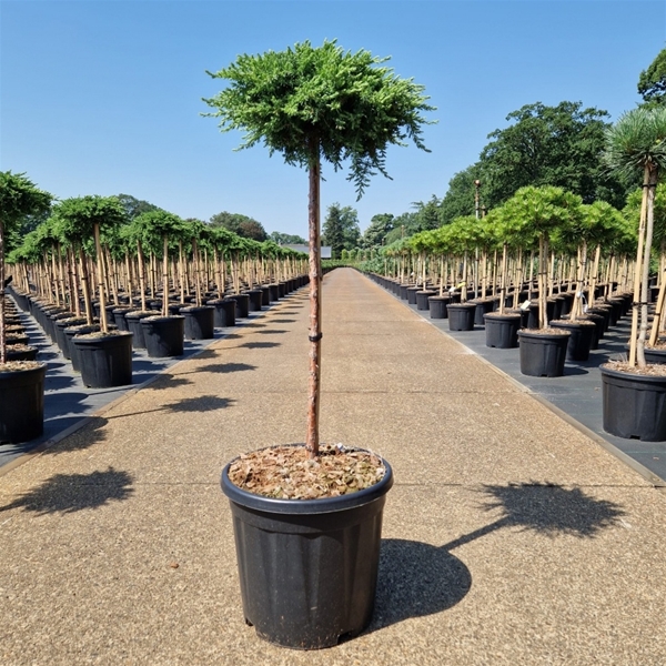 Juniperus Communis Green Mantle