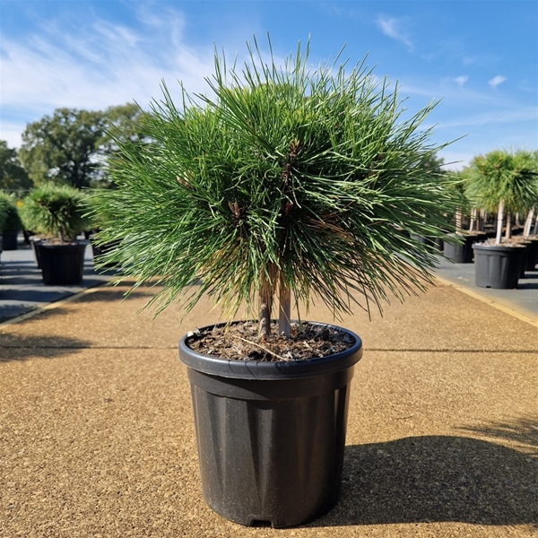 Pinus Nigra Brepo 10cm Stam