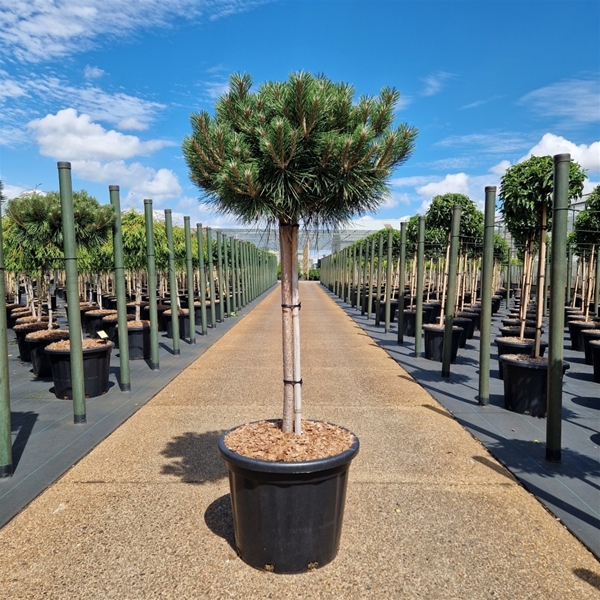 Pinus Nigra Brepo 70cm Stam