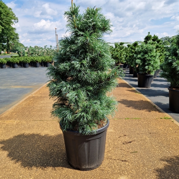 Pinus Parviflora Bonnie Bergman