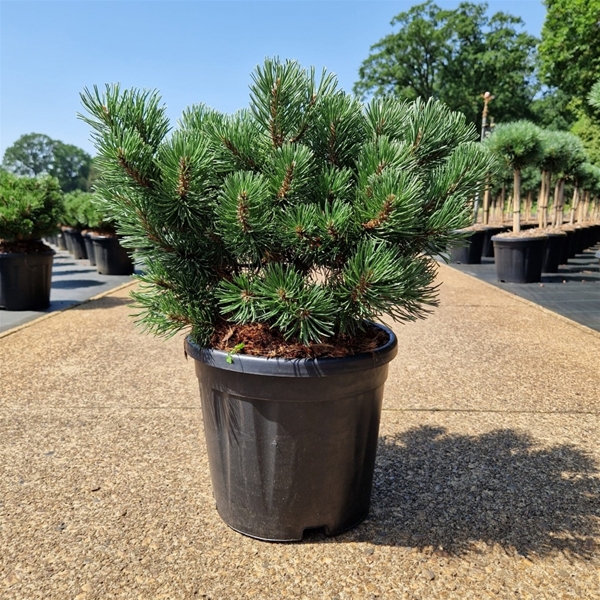 Pinus Mugo March