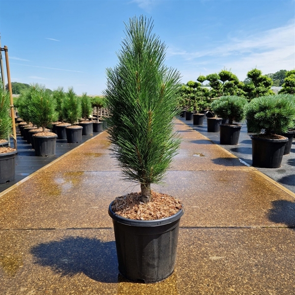 Pinus Nigra Green Tower