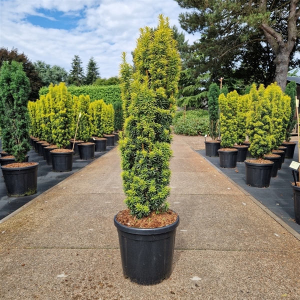 Taxus Baccata Fastigiata David