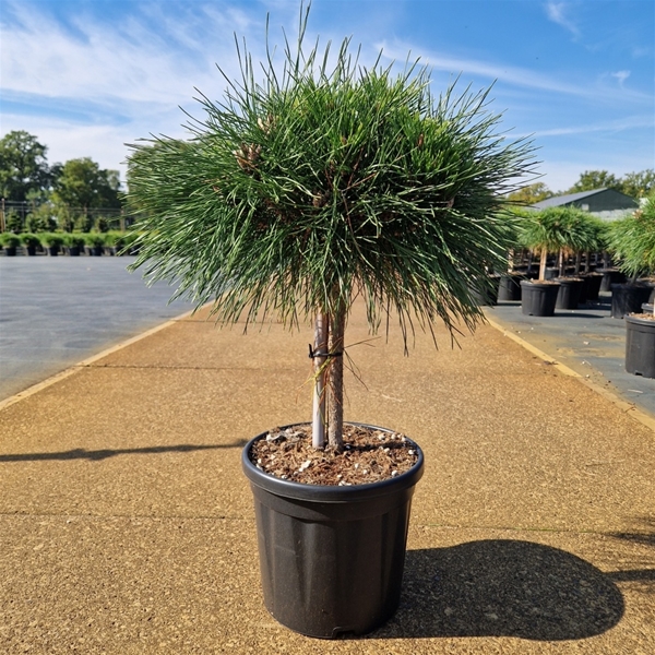 Pinus Nigra Brepo 30cm Stam