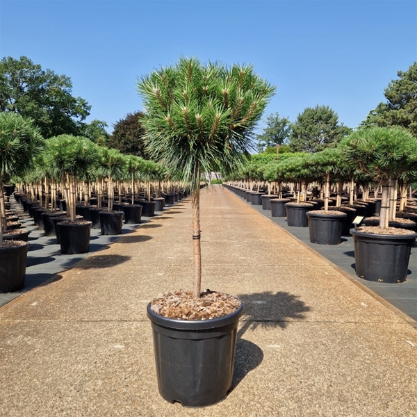 Pinus Nigra Brepo 50cm Stam
