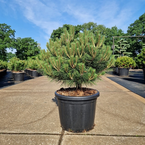 Pinus Nigra Brepo 10cm Stam