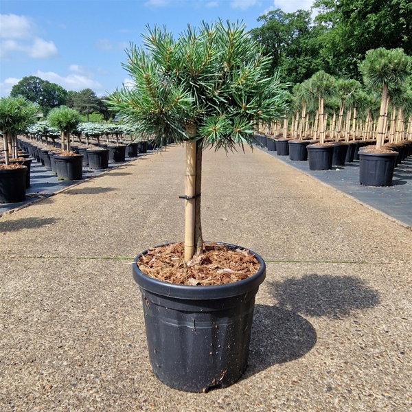 Pinus Sylvestris Martham 20cm Stam