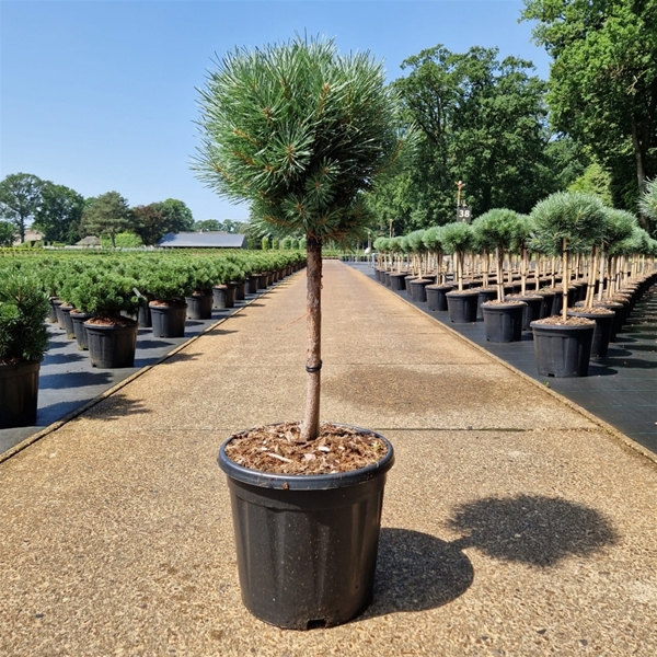 Pinus Sylvestris Watereri 40cm Stam