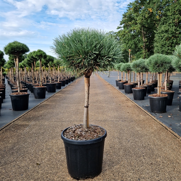 Pinus Sylvestris Watereri 40cm Stam