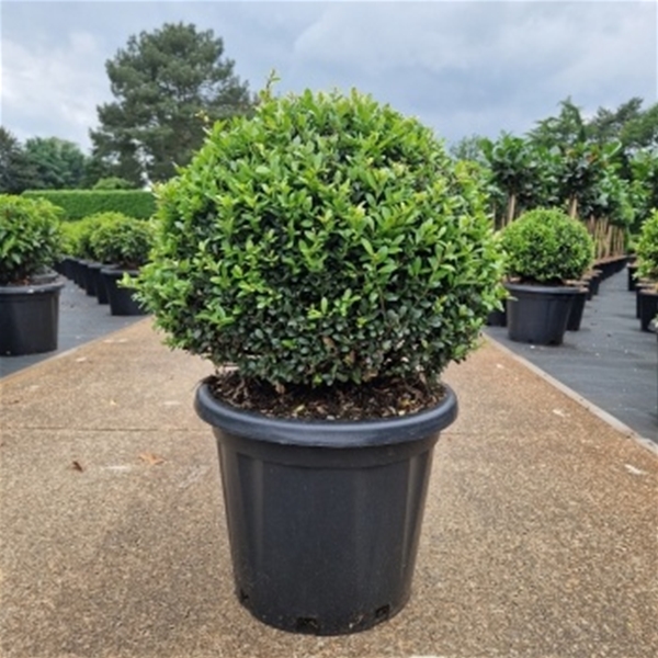 Ilex Crenata Dark Green 50cm Kügel