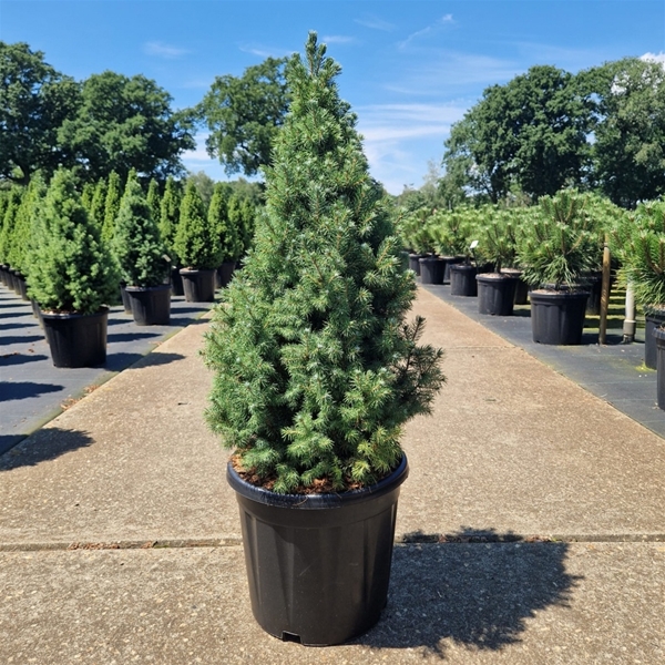 Picea Glauca Sanders Blue