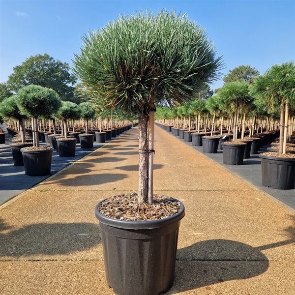 Pinus Sylvestris Watereri 40cm Stam