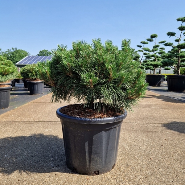 Pinus Nigra Brepo 10cm Stam