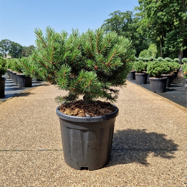 Pinus Mugo Klostergrün