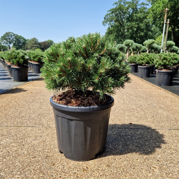 Pinus Mugo Benjamin