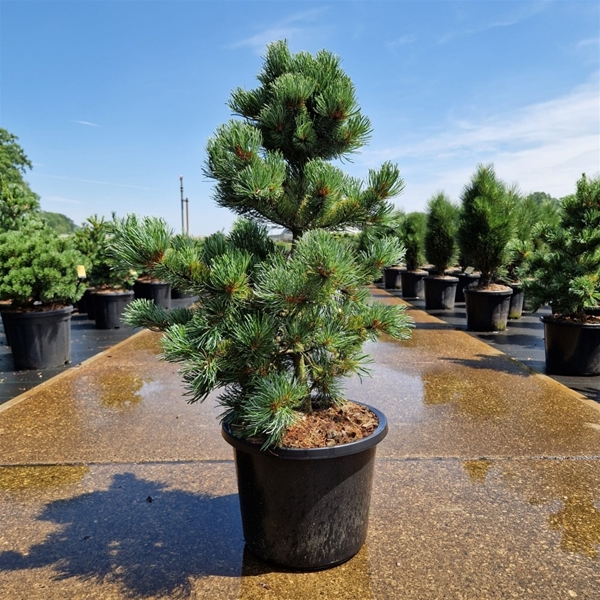 Pinus Parviflora Ara Kawa