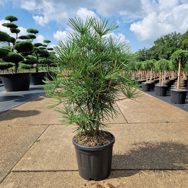 Sciadopitys Verticillata