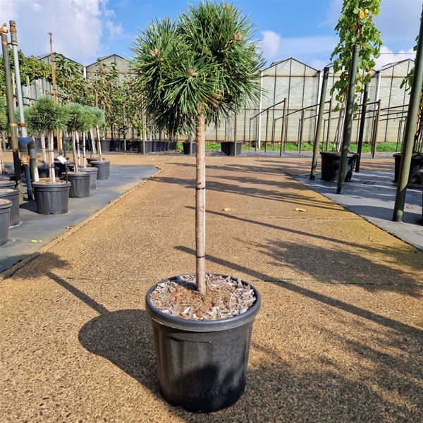 Pinus Nigra Green Pearl 40cm Stam