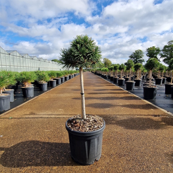 Pinus Nigra Green Pearl 40cm Stam