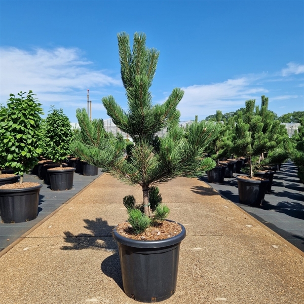 Pinus Nigra Oregon Green