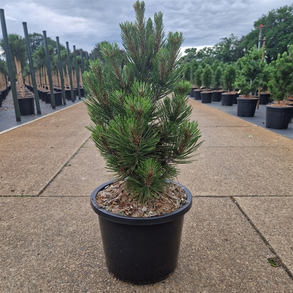 Pinus Leucodermis Malinki