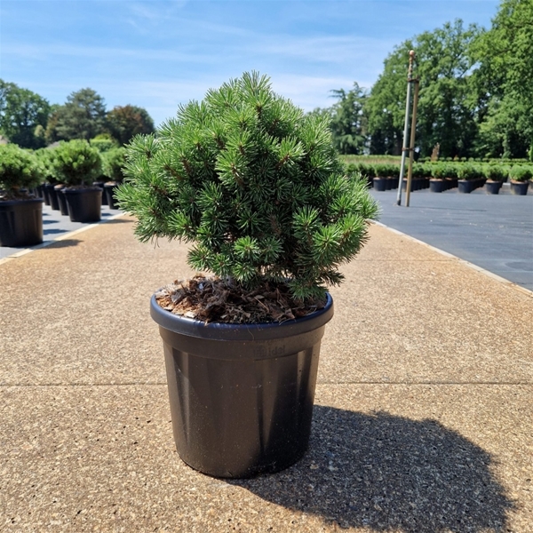Pinus Mugo Mops