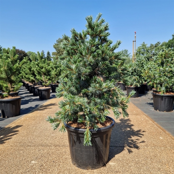 Pinus Parviflora Negishi