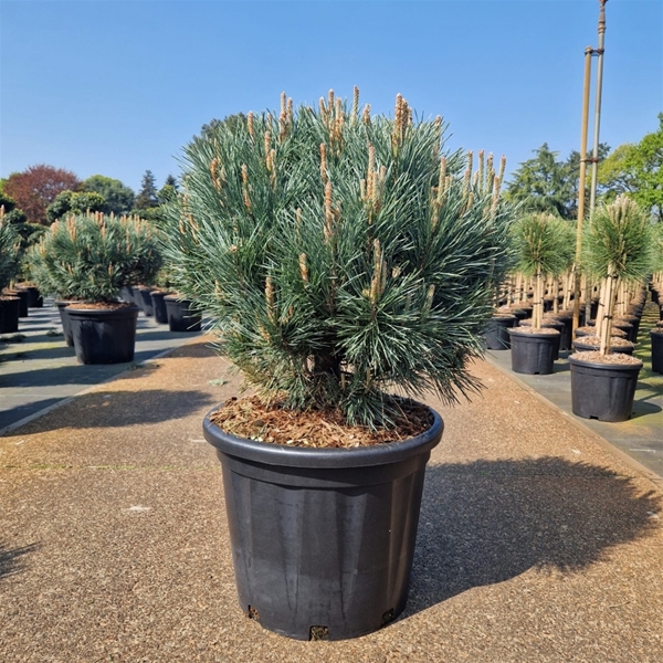 Pinus Sylvestris Watereri