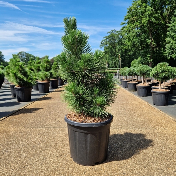 Pinus Thunbergii Thunderhead