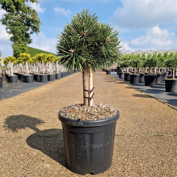 Pinus Nigra Green Pearl 20cm Stam
