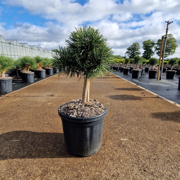 Pinus Nigra Green Pearl 20cm Stam