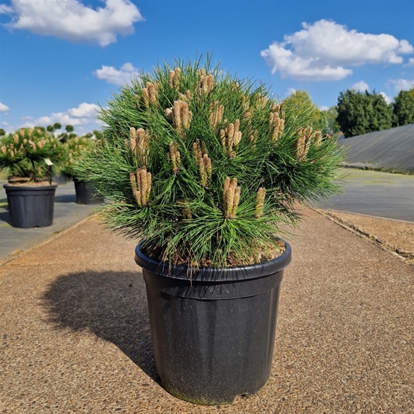 Pinus Nigra Marie Bregeon
