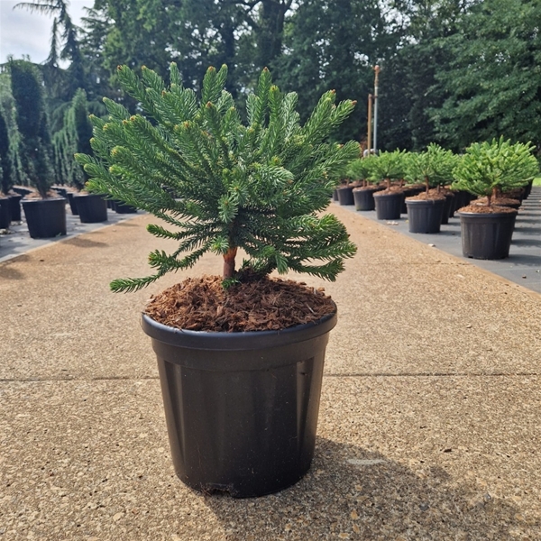 Cryptomeria Japonica Dinger