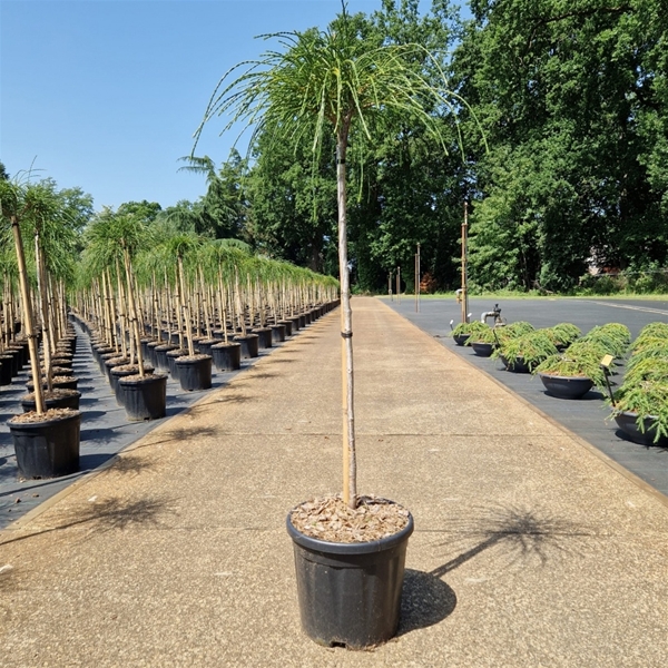 Thuja Plicata Whipcord 75cm Stam