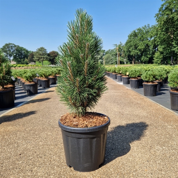 Pinus Nigra Richard
