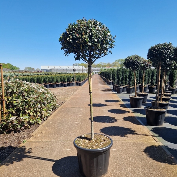 Ilex Meserveae Blue Maid 80cm Stam