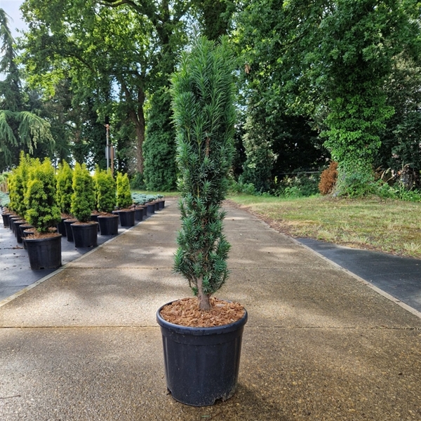 Taxus Baccata Fastigiata Robusta