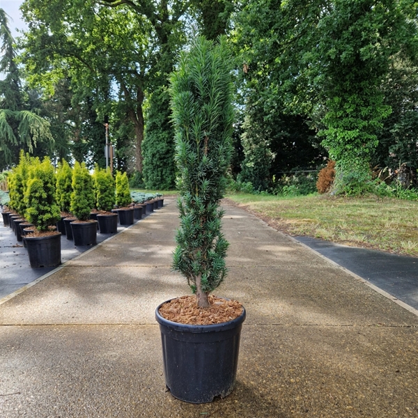 Taxus Baccata Fastigiata Robusta
