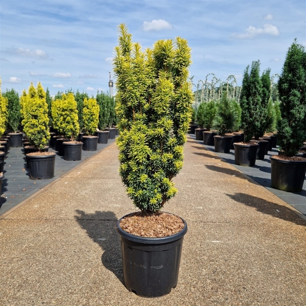 Taxus Baccata Fastigiata David