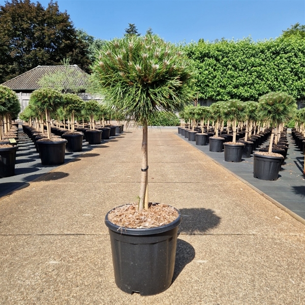 Pinus Nigra Marie Bregeon 40cm Stam