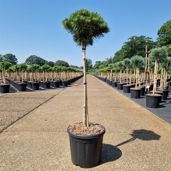 Pinus Mugo Benjamin 60cm Stam