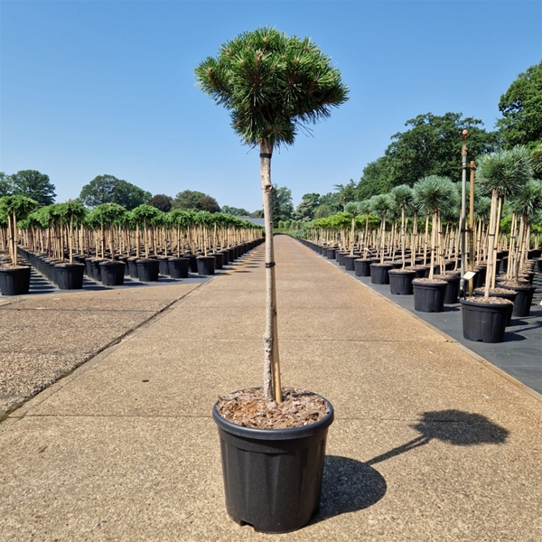 Pinus Mugo Benjamin 60cm Stam