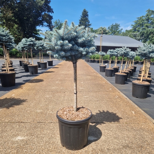 Picea Pungens Glauca Globosa 40cm Stam