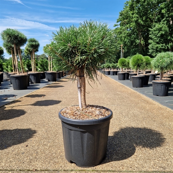 Pinus Nigra Green Pearl 20cm Stam