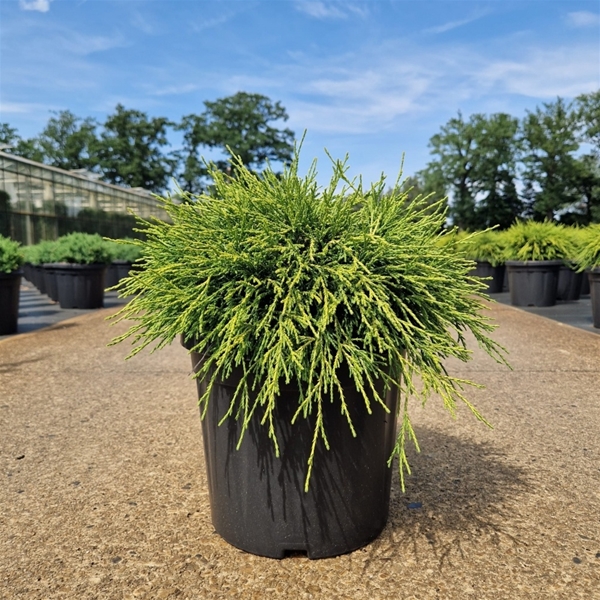 Chamaecyparis Pisifera Sungold