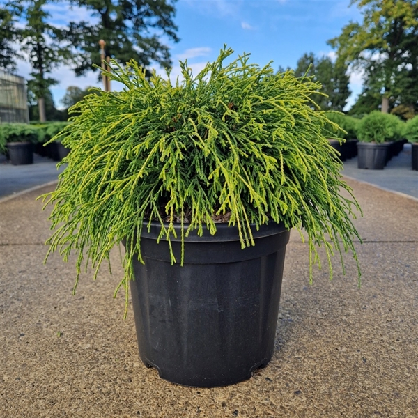 Chamaecyparis Pisifera Sungold