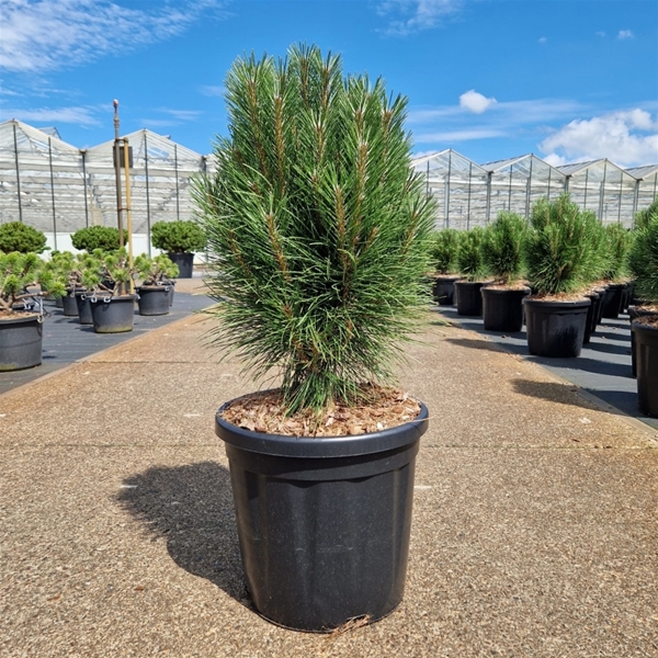 Pinus Nigra Summer Breeze