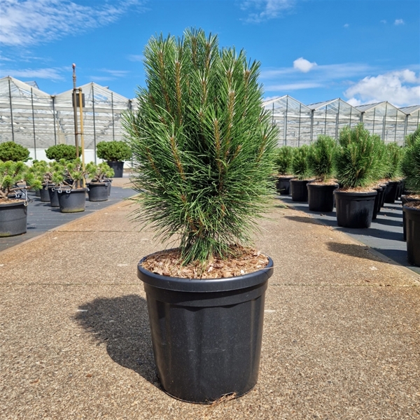 Pinus Nigra Summer Breeze